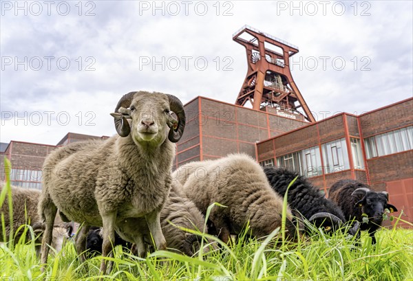 Sheep at the Zollverein Coal Mine Industrial Complex for the first time, 12 Heidschnucken and Drenther Heideschafe sheep will graze on the UNESCO World Heritage site until the end of October 2024, they are part of the green space maintenance concept and keep the meadows short, Essen, North Rhine-Westphalia