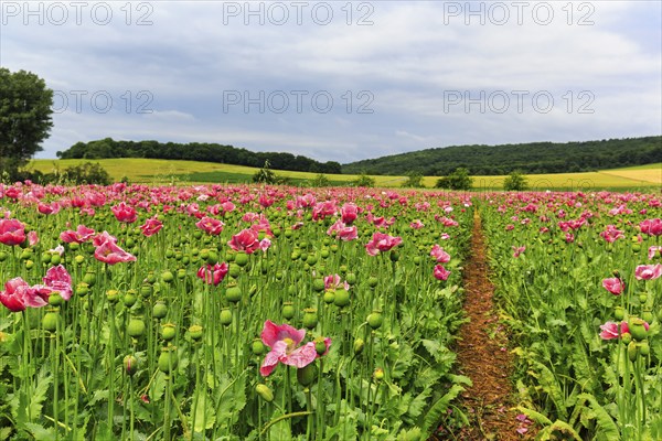 Hiking trail in opium poppy (Papaver somniferum), cultivation of edible poppy, poppy field, pink flowers and seed capsules, Germerode, Meißner, Geo-nature park Park Frau-Holle-Land, Hesse, Germany, Europe