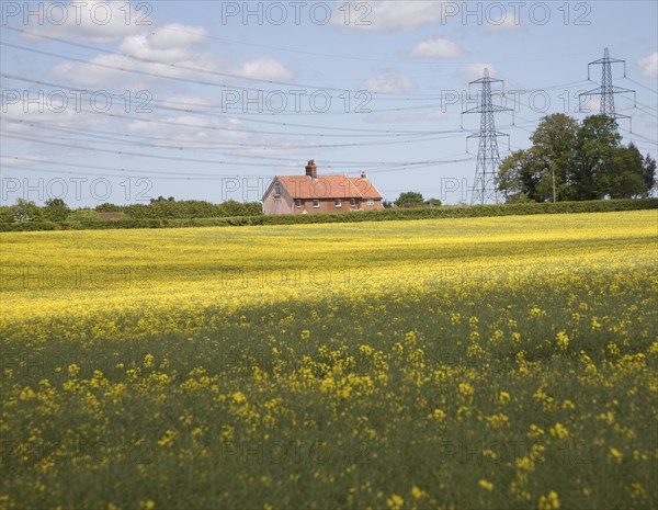 Yellow flowers of oil seed rape crop with rural house and electricity power lines, Campsea Ashe, Suffolk, England, United Kingdom, Europe