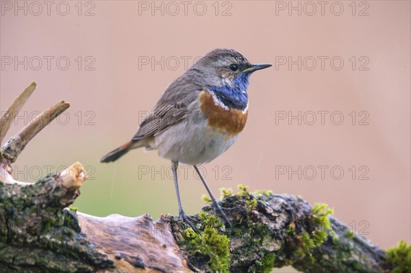 Bluethroat, Luscinia svecica, Luscinia svecicus, Bavaria, Bavaria, Germany, Europe