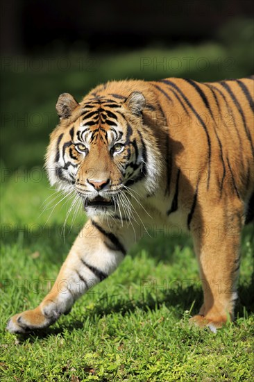 Sumatran tiger (Panthera tigris sumatrae), adult male portrait running, Sumatra