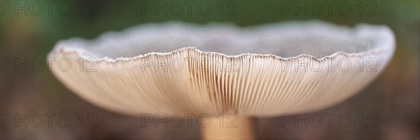 Pearl mushroom (Amanita rubescens), Germany, Europe