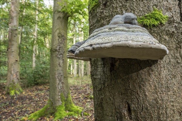 Tinder fungus (Fomes fomentarius), fruiting body on copper beech (Fagus sylvatica), Thuringia, Germany, Europe