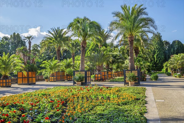 Palm garden in the spa gardens, the largest outdoor palm garden north of the Alps, spa town of Bad Pyrmont, Lower Saxony state spa, Emmer, Emmertal, Weserbergland, Lower Saxony, Germany, Europe