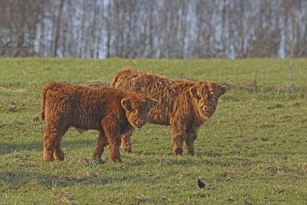 Scottish Highland Cattle, Highland Cattle, Kyloe, calves, Balve, North Rhine-Westphalia, Germany, Europe