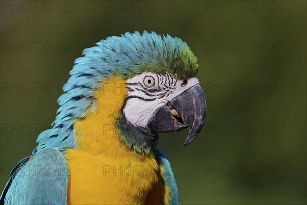 Blue and yellow macaw (Ara ararauna), captive, Lower Saxony, Germany, Europe