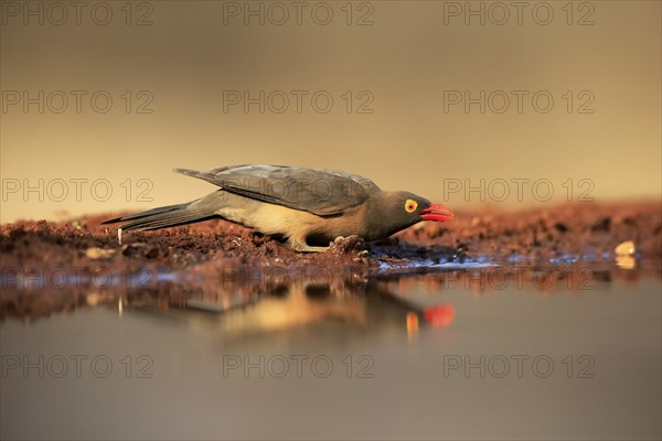 Red-billed oxpecker (Buphagus erythrorhynchus), adult, at the water, drinking, alert, Kruger National Park, Kruger National Park, Kruger National Park South Africa