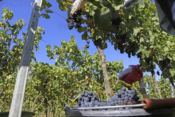 Grape grape harvest: Hand-picking Pinot Noir grapes in the Palatinate (Norbert Groß Winery, Meckenheim)