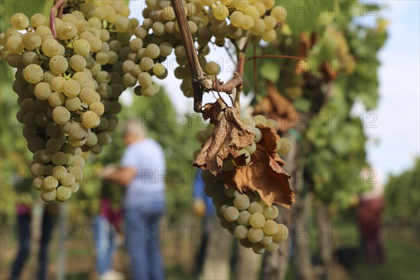 Grape grape harvest: Hand-picking of Chardonnay grapes in the Palatinate (Norbert Groß winery, Meckenheim)