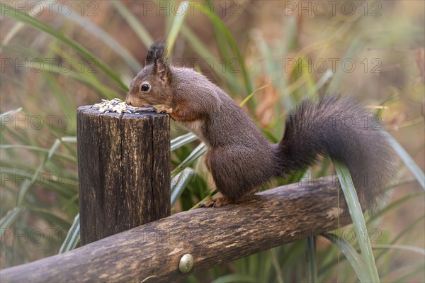 Eurasian squirrel (Sciurus) standing on a wooden fence, holding on to a wooden post, eating, feeding place, with light brush ears, background reed in green and parts blurred in earth tones, Rombergpark Dortmund, North Rhine-Westphalia, Germany, Europe