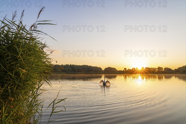 Sunrise at a pond, mute swan (Cygnus olor), reed (Phragmites australis), trees, sun star, Thuringia, Germany, Europe