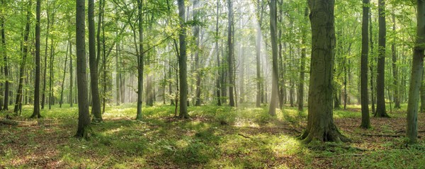 Panorama, sun shining through natural open beech forest with morning sun, Burgenlandkreis, Saxony-Anhalt, Germany, Europe