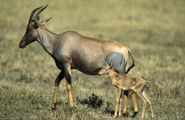 Lyra antelope, female with young, Massai Mara Game Reserve (Damaliscus lunatus korrigum), antelope, lateral, Kenya, Africa