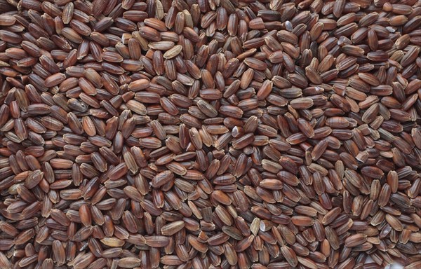 Red rice, Camargue rice from France, rice variety with a red bran layer, usually offered as brown rice, wholemeal product, the rice gets its red colour from the anthocyanin content in its bran layer