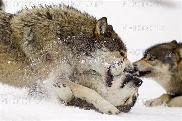 Gray wolves (Canis lupus) in winter, dominance behaviour, social behaviour