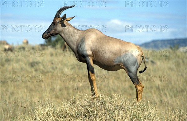 Lyra antelope, Maasai Mara Game Reserve (Damaliscus lunatus korrigum), antelope, lateral, Kenya, Africa