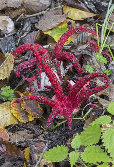 Octopus stinkhorn (Clathrus archeri), devil's fingers (Lysurus archeri) invasive fungus in Europe but endemic to Africa, New Zealand and Australia