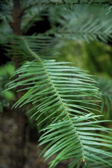 Wollemia (Wollemia nobilis) , Living fossil, Wollemi pine, Wollemi pine, Araucariaceae, Araraucariaceae