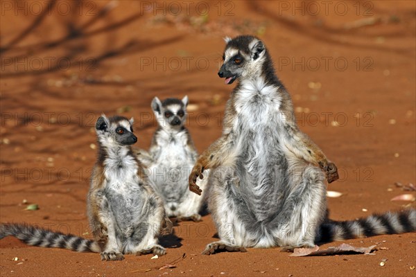 Ring-tailed ring-tailed lemur (Lemur catta), female with young, sunbathing, Berenty Private Reserve, Madagascar, Africa