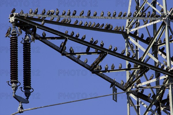 Starlings (Sturnus vulgaris) gather for bird migration on high voltage pylon, Lower Saxony, Germany, Europe