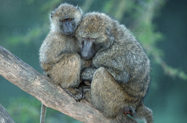 Anubis Baboons (Papio anubis), female with young, Nakuru national park, Kenya (Papio cynocephalus anubis), Anubis-Paviane, Weibchen mit Jungtier, Nakuru Nationalpark, Kenia /