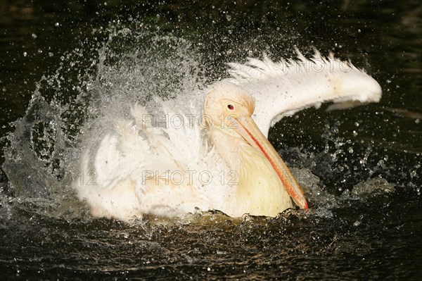 White Pelican (Pelecanus onocrotalus), bathing