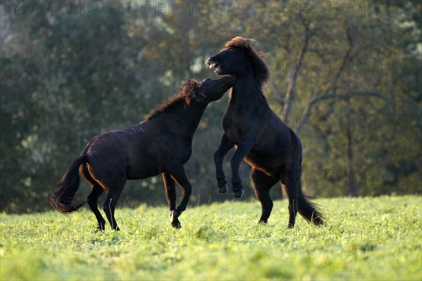 Icelandic Horses, quarreling, quarreling Icelandic ponies, Icelanders