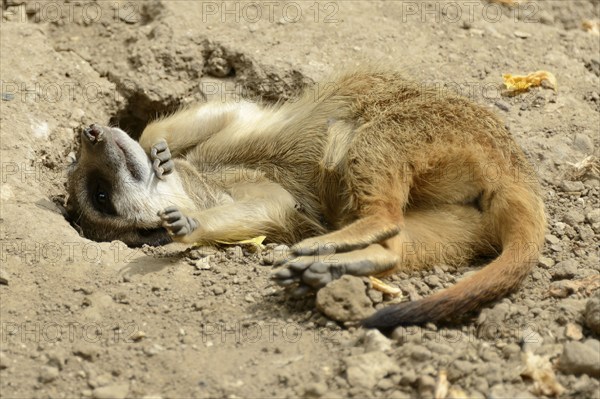 Meerkat (Suricata suricatta)