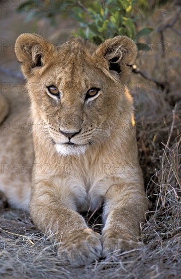 African lion (Panthera leo), young, Maasai Mara Game Reserve, nian lion, Kenya, Africa