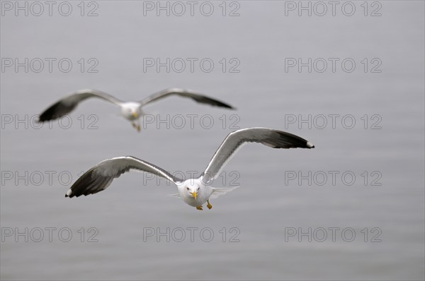 Herring Gulls, Texel Island, North Sea, North Holland, Netherlands