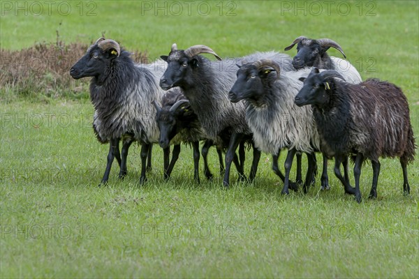 Domestic sheep (Ovis aries) in a meadow, Germany, Europe