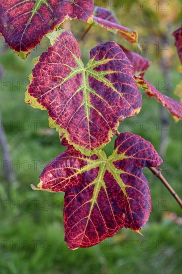 Autumn coloured vine leaves on a vine, Sasbachwalden, Ortenaukreis, Black Forest, Baden-Württemberg, Germany, Europe