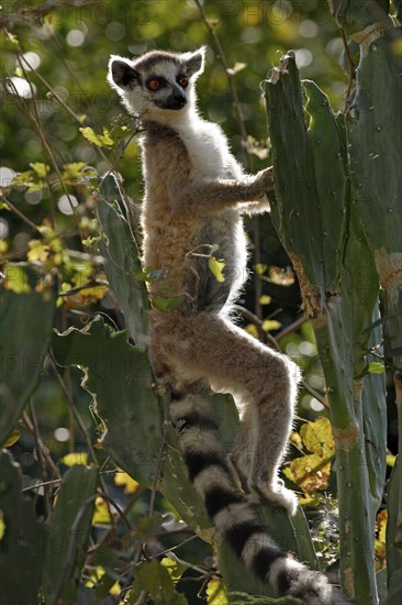 Ring-tailed Lemur (Lemur catta), Berenty Private Reserve, Madagascar, ring-tailed lemur, Berenty Reserve, Madagascar, Africa