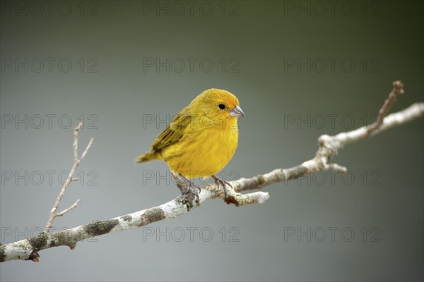 Saffron Finch (Sicalis flaveola), male, Pantanal, Brazil, South America