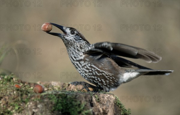 Nutcracker, Lower Saxony, Germany (Nucifraga caryocatactes)