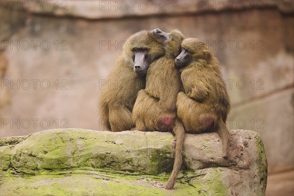 Guinea baboon (Papio papio) sitting on a tree, group, Bavaria, Germany, Europe