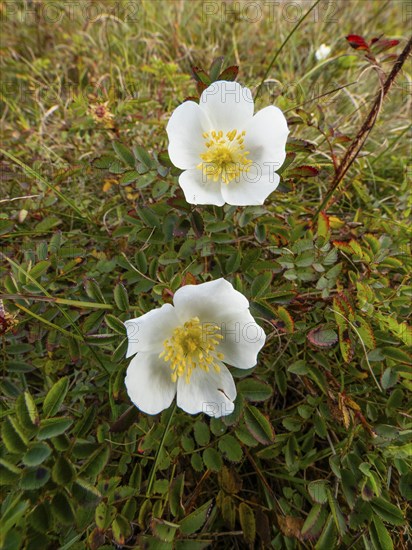 Burnet rose (Rosa spinosissima), two blossoms, flowering amongst the sand dunes, in autumn, on the island of Texel, Holland