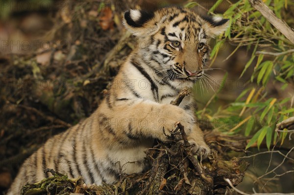 Playful tiger cub on a branch in the forest, Siberian tiger (Panthera tigris altaica), captive, occurring in Russia, North Korea and China