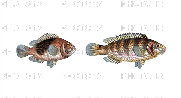 Fish, fish, left: Genus of fish from the snapper family Lutjanus ephippium, The Saddle. right: Lutjanus rupedtris, the Goldrinny, Historic, digitally restored reproduction from a 19th century original, Record date not stated