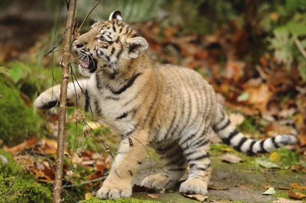 A tiger cub playing lively in an autumn forest, Siberian tiger (Panthera tigris altaica), captive, occurring in Russia, North Korea and China