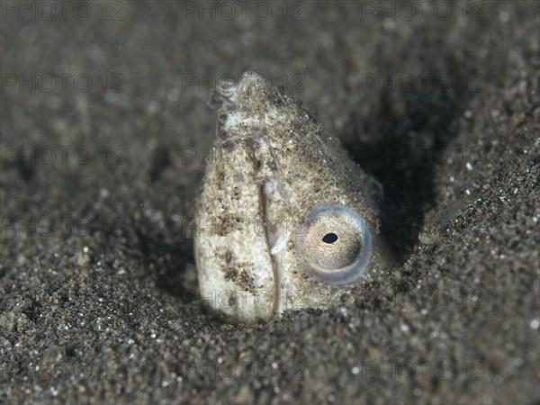 A sand snake eel (Ophichthus altipennis) partially hiding in the sand, dive site House Reef, Penyapangan, Bali, Indonesia, Asia