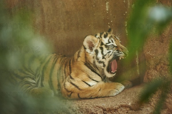 Close-up of a Siberian tiger (Panthera tigris altaica) cub, captive