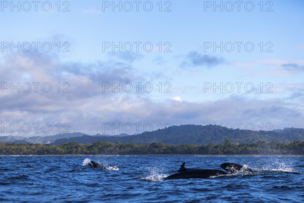 Pilot whales (Globicephala), Osa Peninsula, Puentarenas, Pacific Ocean, Costa Rica, Central America