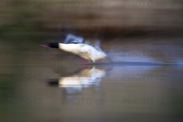 Goosander (Mergus merganser), drake at take-off from the water, tow, wiping effect, Middle Elbe Biosphere Reserve, Dessau-Roßlau, Saxony-Anhalt, Germany, Europe