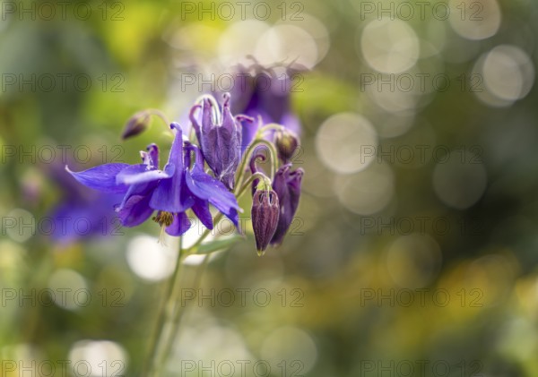 Purple flowering columbine (Aquilegia vulgaris) in the garden with blurred background and bokeh. Close-up