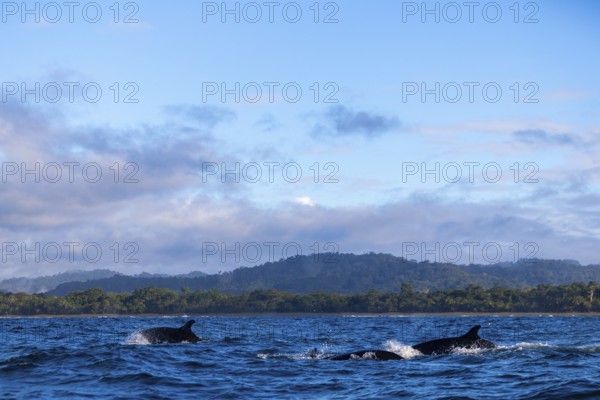 Pilot whales (Globicephala), Osa Peninsula, Puentarenas, Pacific Ocean, Costa Rica, Central America