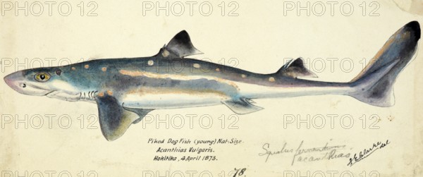 Siamese twins Spiny dogfish, spurdog, mud shark, or piked dogfish, fish, reproduction of an original, by Frank Edward Clarke (b. 1849, d. 1899), ichthyologist and scientific draughtsman