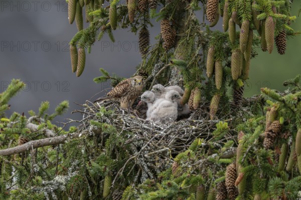 Common kestrel (Falco tinnunculus), female adult bird feeding young birds not yet ready to fly in the nest, Rhineland-Palatinate, Germany, Europe