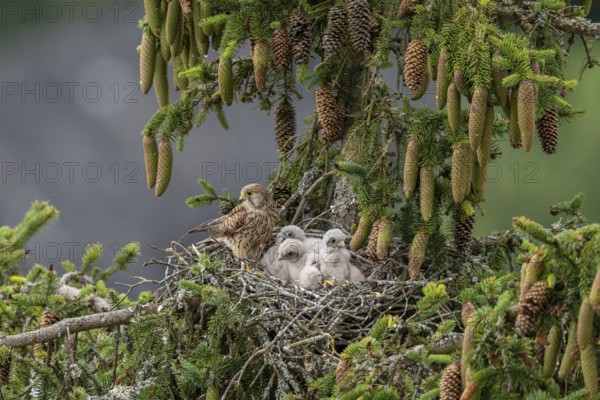 Common kestrel (Falco tinnunculus), female adult bird with young birds not yet ready to fly in the nest, Rhineland-Palatinate, Germany, Europe