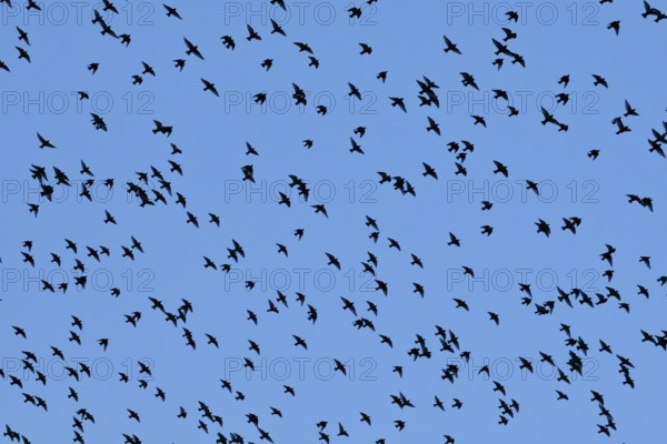 Flock of starlings in flight at dusk